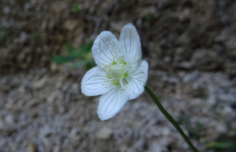 Parnassia palustris - Celastraceae